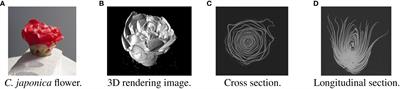 Petal segmentation in CT images based on divide-and-conquer strategy